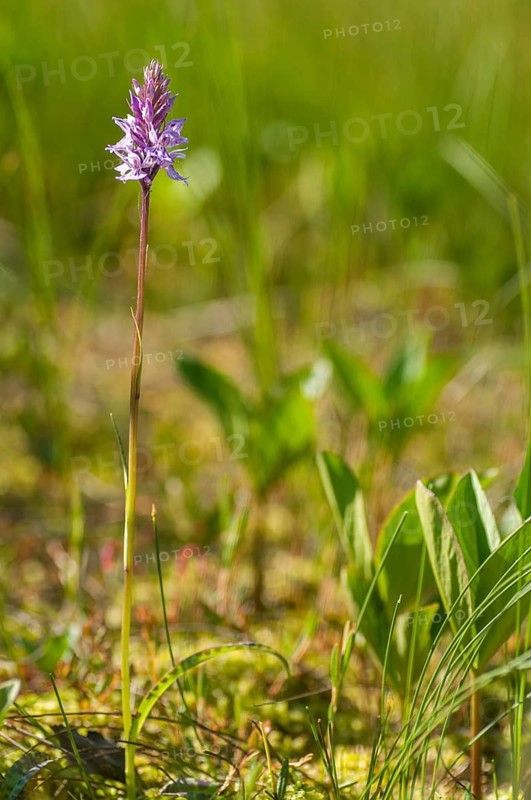 Dactylorhiza fuchsii, Finland, fox orchid, fox fingerroot, fox knuckle herb, fox fingerroot, fox orchid, orchids, orchid plants, forest orchid, common orchid, flora, high size, portrait format, plants, plants