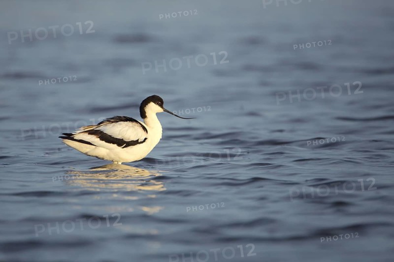 Avocet (Recurvirostra avosetta) standing in deep water, Texel, North Holland, Netherlands