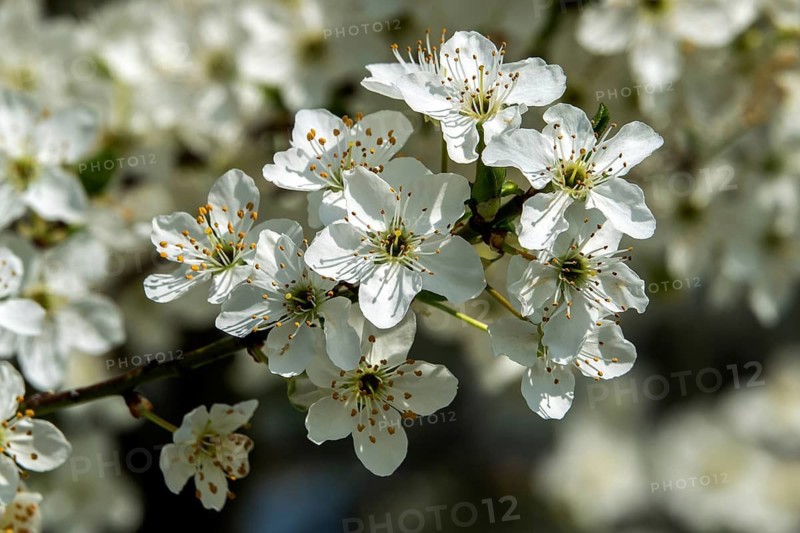 Blackthorn (Prunus spinosa), blackthorn, flowering, Baden-Württemberg, Germany