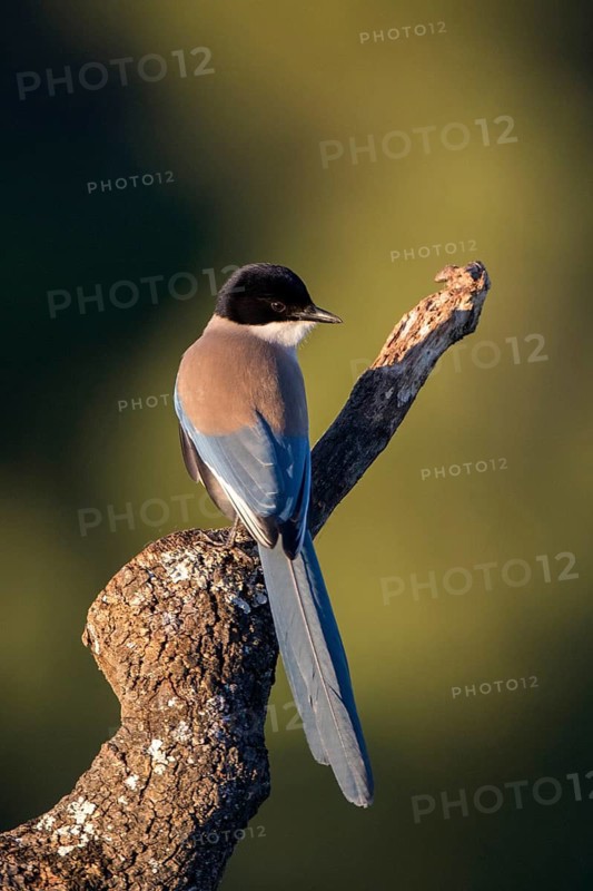 Iberian Magpie (Cyanopica cooki), Andalusia, Spain