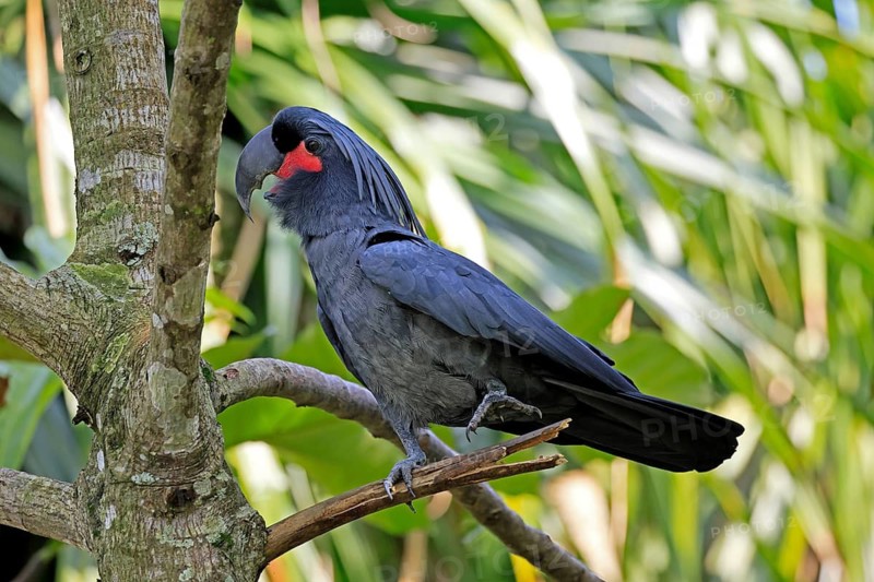Palm Cockatoo (Probosciger aterrimus), Arabian Cockatoo, adult, on tree, perch, calling, Australia