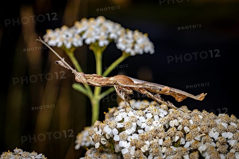 Side view of a brown praying mantis on light-coloured flowers, a ghost mantis in a meadow near Windhoek in Namibia (Phyllocrania paradoxa)