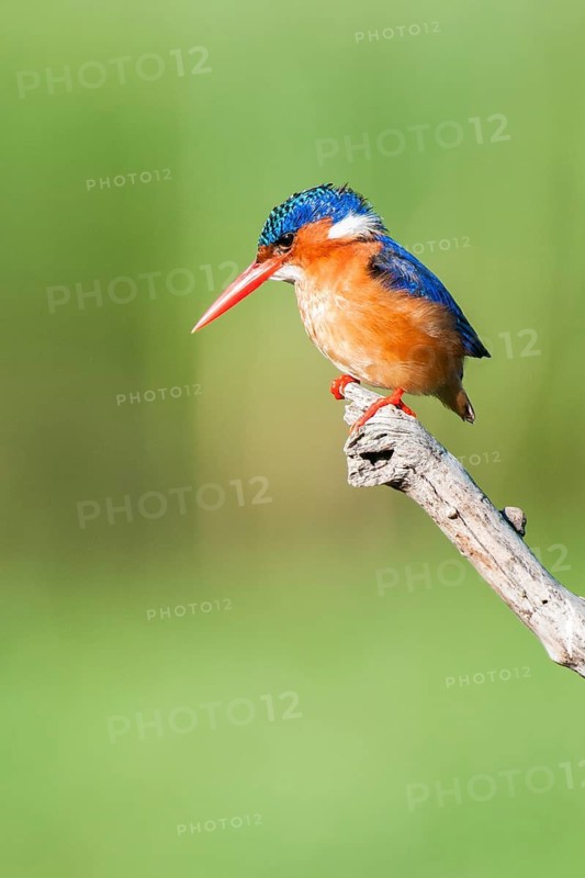 Malachite Kingfisher (Corythornis cristatus), Western Cape, South Africa