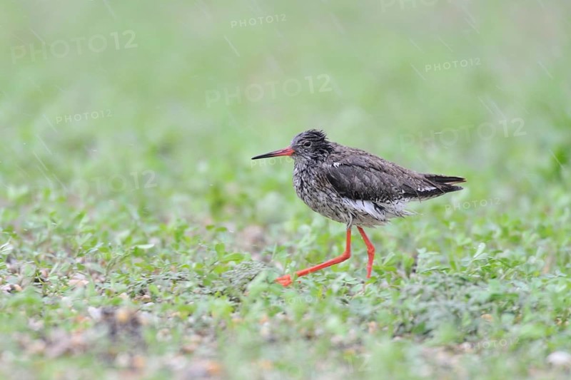 Common Redshank (Tringa totanus), Lake Neusiedl, Austria