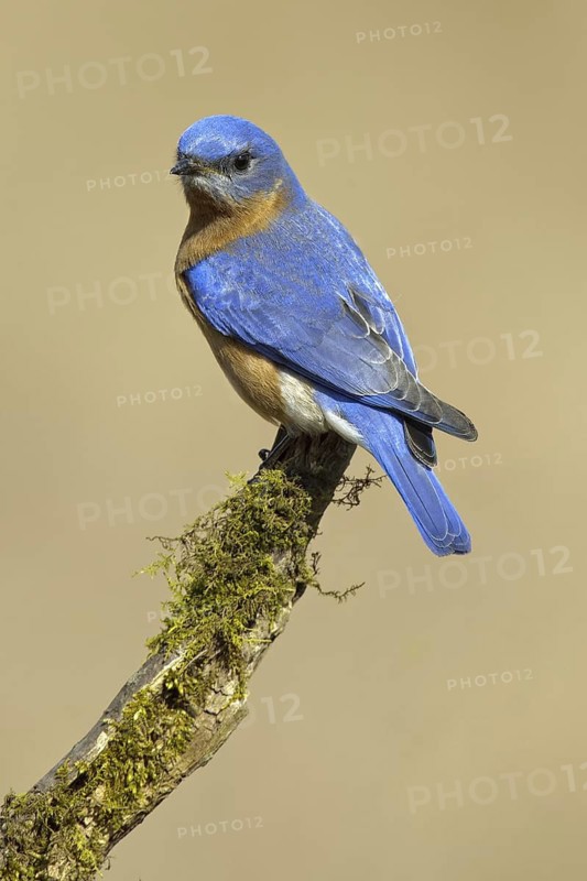 Eastern Bluebird (Sialia sialis), Maryland, USA