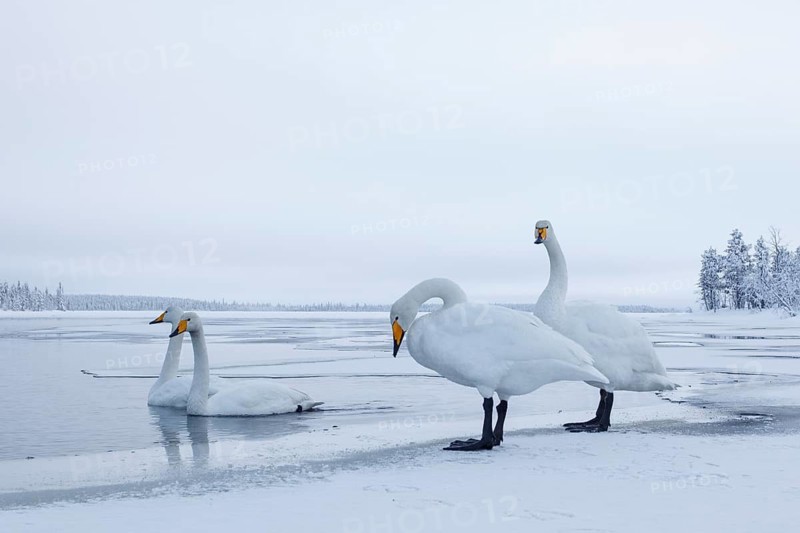 Whooper Swan (Cygnus cygnus) group, Finland