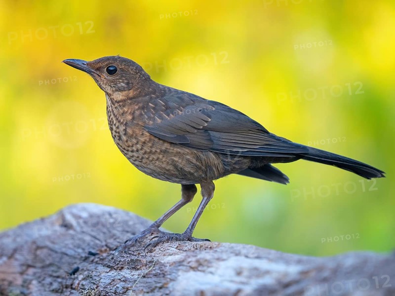 Blackbird (Turdus merula), one, individual, biotope, habitat, perch, garden, Neuhofen, Rhineland-Palatinate, Federal Republic of Germany