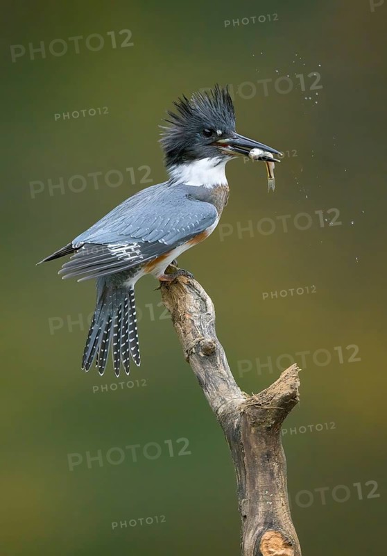 Belted Kingfisher (Megaceryle alcyon) female perched on a branch with a fish prey in its beak, Colorado, USA