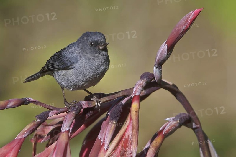 Slaty Flowerpiercer (Diglossa plumbea), Costa Rica