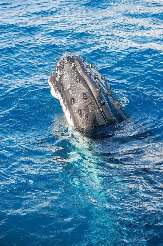 Humpback whale surfacing, Hervey Bay, Queensland, Australia
