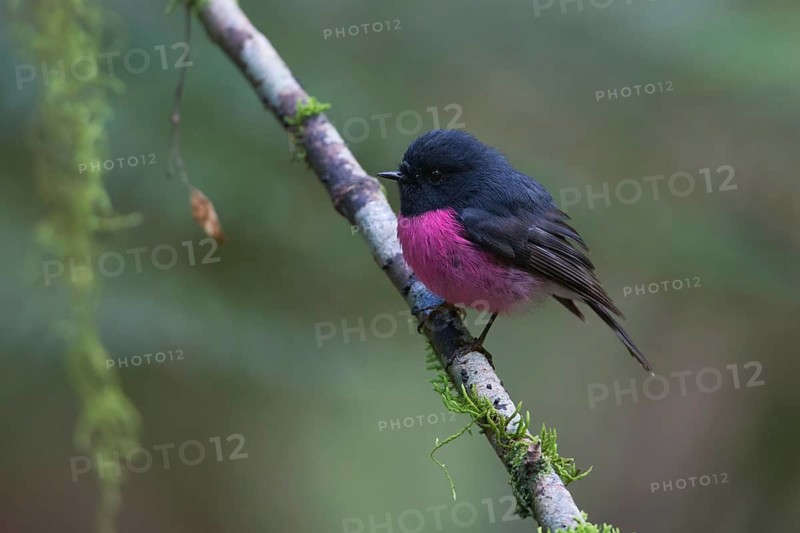Pink Robin (Petroica rodinogaster) male perched on a branch, Victoria, Australia