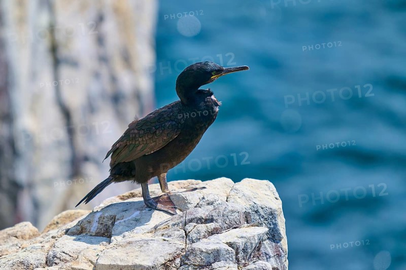 A bird rests on a rock overlooking the calm blue water under a bright sun, Cormorant (Phalacrocorax aristotelis), Seahouses, Inner Farne, Farne Islands, Northumberland, England, United Kingdom