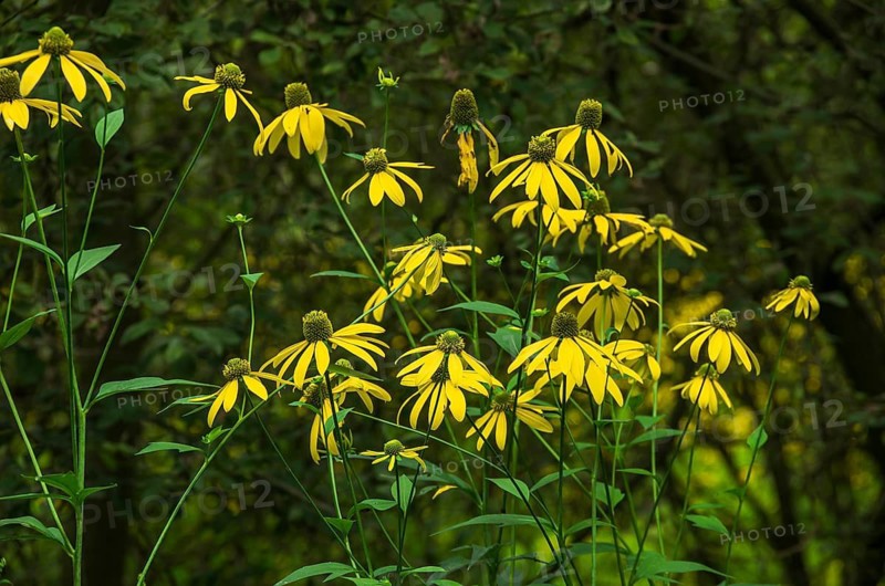 Wild yellow coneflower, echinacea, in a nature reserve, Königsbrücker Heide, Saxony, Germany