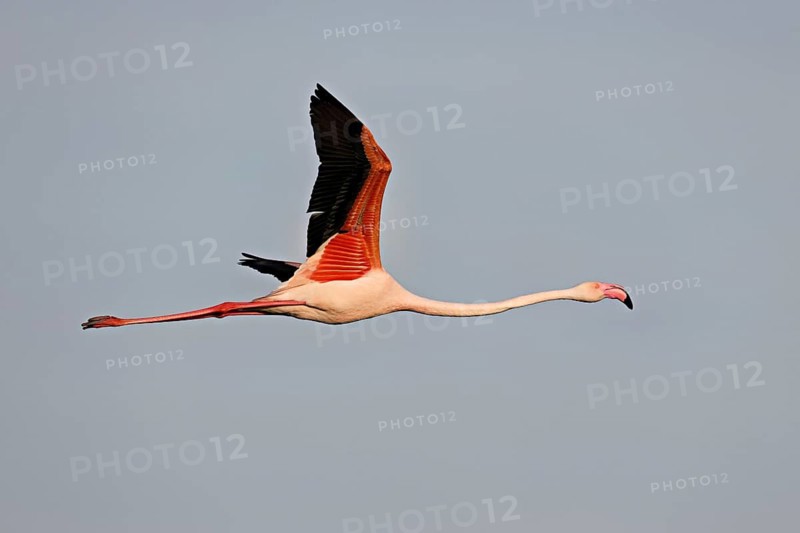 Greater Flamingo (Phoenicopterus roseus), in flight, Camargue Regional Nature Park, southern France, France