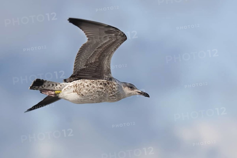 Lesser Black-backed Gull (Larus fuscus fuscus), Mecklenburg-Western Pomerania, Germany