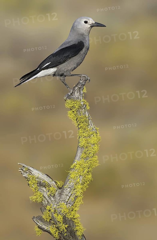 Clark's Nutcracker (Nucifraga columbiana), Oregon, USA