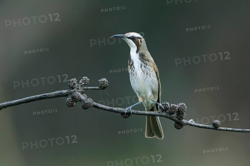 Tawny-crowned Honeyeater (Gliciphila melanops) perched on a branch, Victoria, Australia