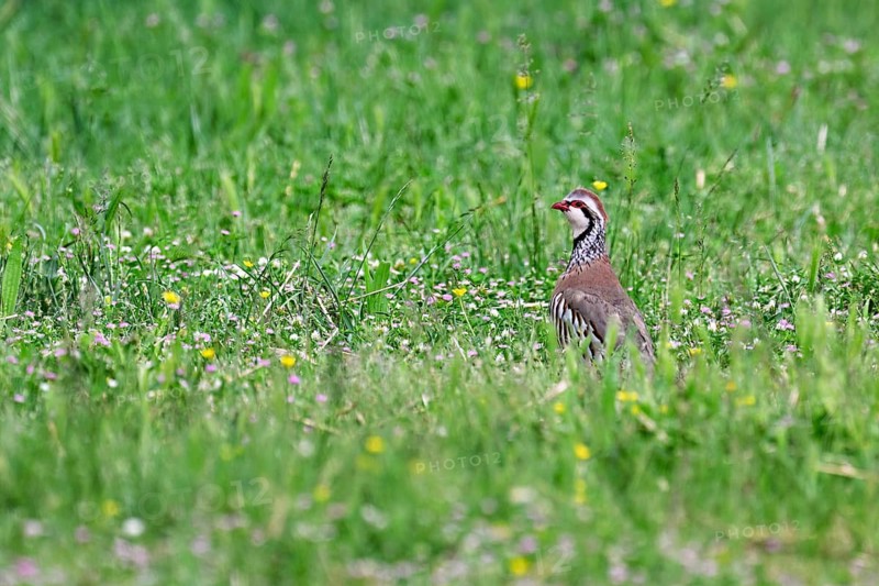 Red-legged Partridge (Alectoris rufa), standing in a meadow, Camargue, southern France, France