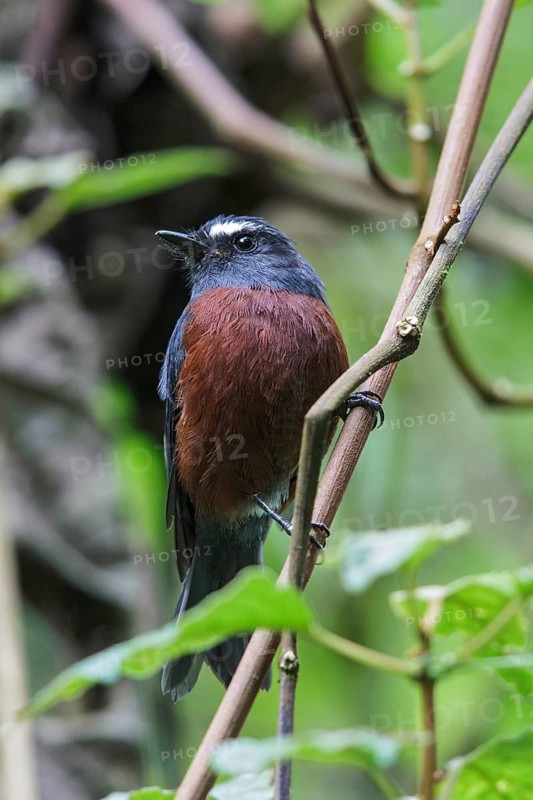 Slaty-backed Chat-Tyrant (Ochthoeca cinnamomeiventris) perched on a branch in Ecuador, South America