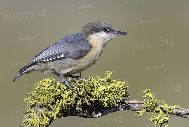 Pygmy Nuthatch (Sitta pygmaea), Oregon, USA