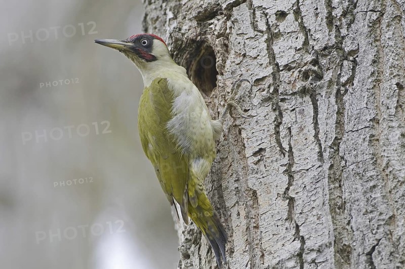 European Green Woodpecker (Picus viridis), Saxony, Germany