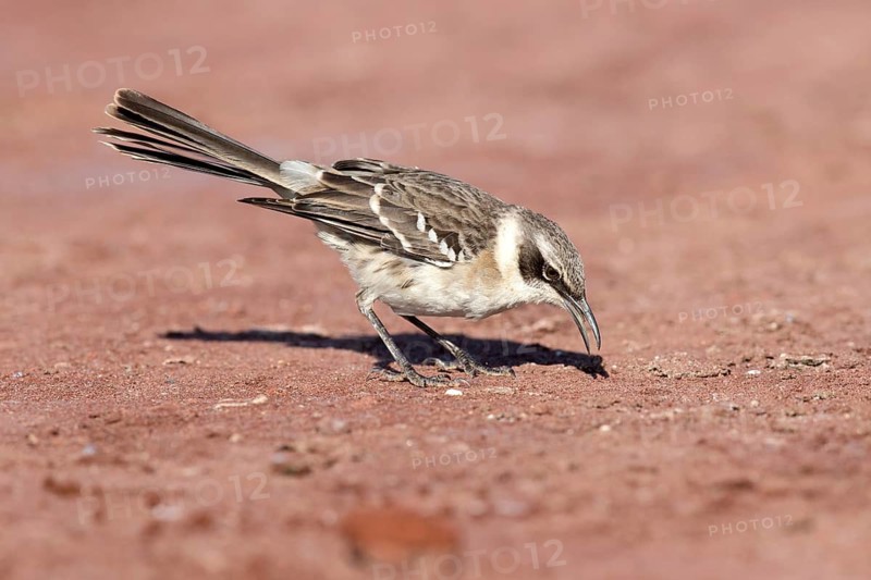 Galapagos Mockingbird (Mimus parvulus), Galapagos, Ecuador