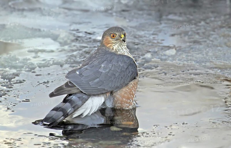Sharp-shinned Hawk (Accipiter striatus) bathing, Saskatchewan, Canada
