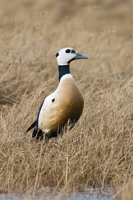 Steller's Eider (Polysticta stelleri) male, Alaska, USA