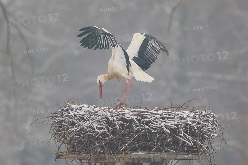 White Stork (Ciconia ciconia) landing on nest, North Rhine-Westphalia, Germany