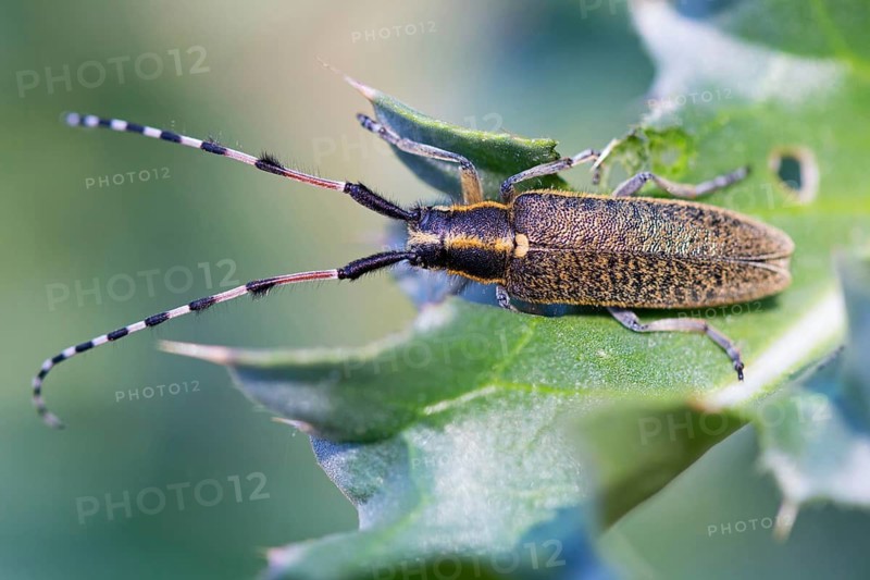 Sunflower buck, Agapanthia dahli, Muselievo, ????????? / Muselievo, ?????? / Pleven, Bulgaria