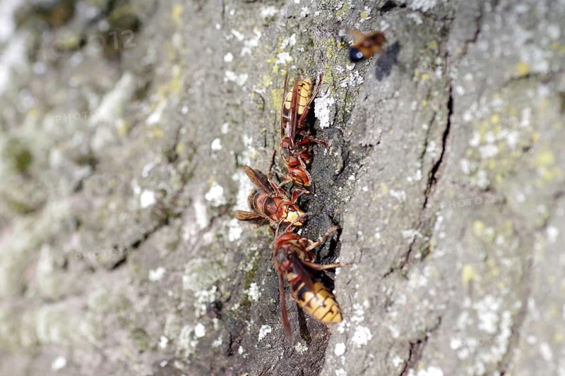 European hornet (Vespa crabro), tree trunk, food source, sap flow, several insects drink the nutrient-rich sap of a damaged oak tree