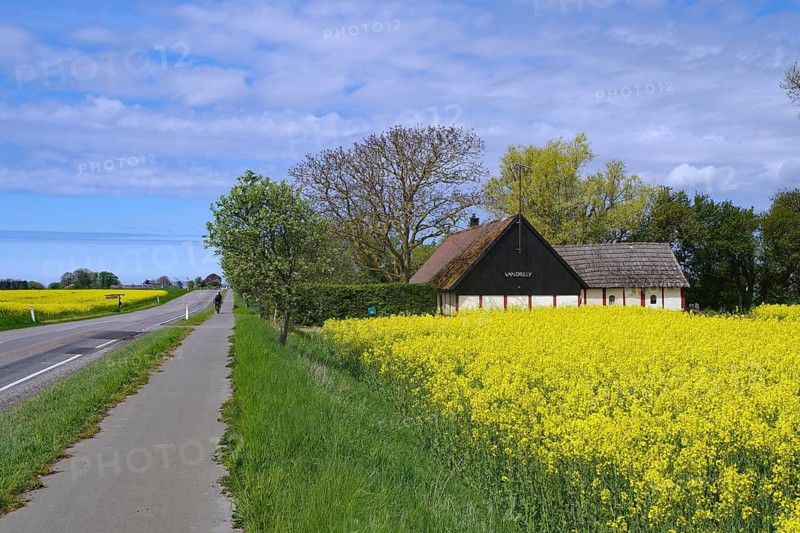 A bike trail along a yellow canola field under a blue sky and a farmhouse in the distance, bicycle tourism, Dueodde, Bornholm, Denmark