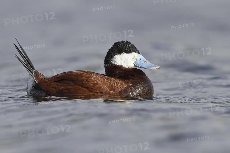 Ruddy Duck (Oxyura jamaicensis), British Columbia, Canada