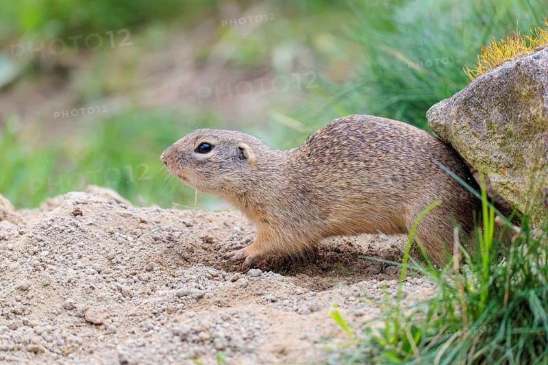 A fully grown ground squirrel (Spermophilus citellus) sits on gravel next to green vegetation on a cloudy day in hilly terrain. Austria