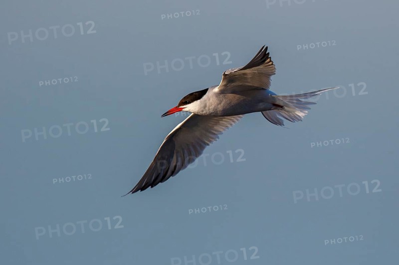 Common Tern (Sterna hirundo) flying, Greece