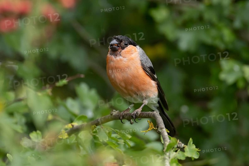 Eurasian or Common bullfinch (Pyrrhula pyrrhula) adult male garden bird in a Hawthorn tree in summer, Suffolk, England, United Kingdom