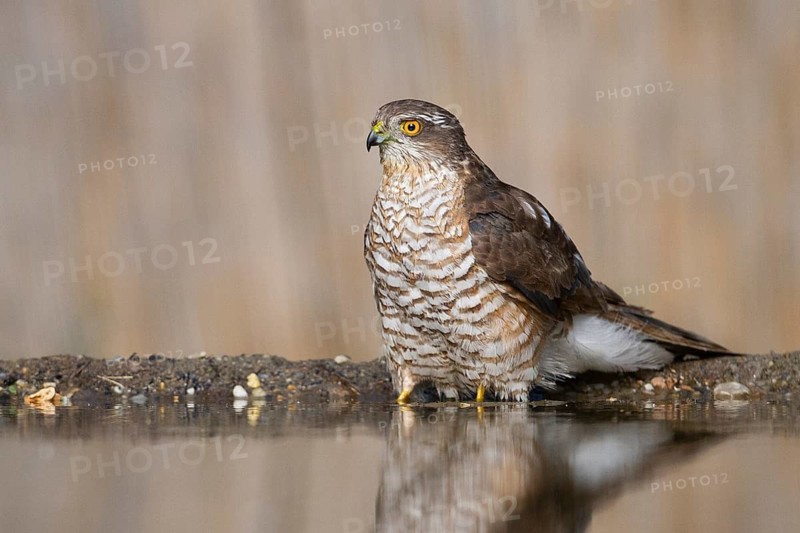 Eurasian Sparrowhawk (Accipiter nisus) at a waterhole, Subotica, Serbia