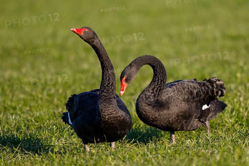 Black Swan (Cygnus atratus) pair, North Rhine-Westphalia, Germany