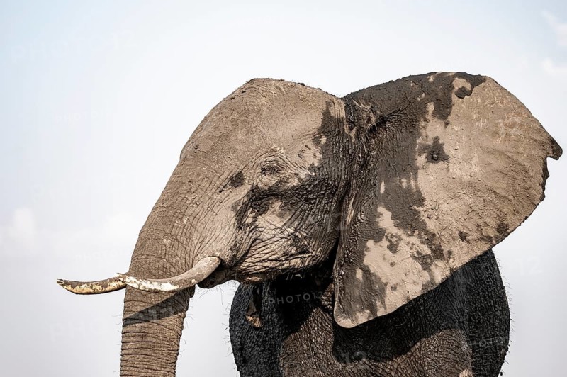 Detail, Animal portrait, African elephant (Loxodonta africana), Ihaha, Chobe National Park, Botswana, Africa