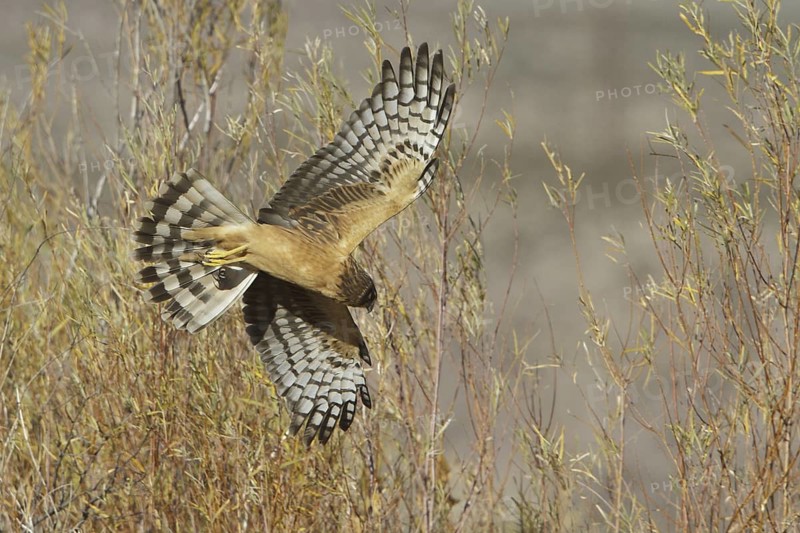 Northern Harrier (Circus hudsonius) female flying, New Mexico, USA
