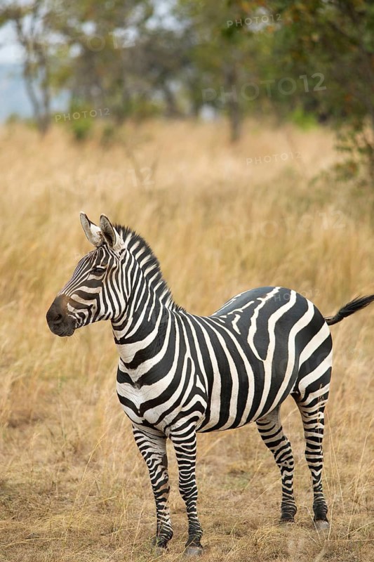 Steppe zebra (Equus quagga) or horse zebra, Akagera National Park or Kagera National Park, Eastern Province, Rwanda