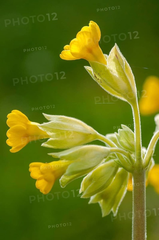 Primula officinalis, primula veris, primulaceae, cowslip, meadow cowslip, fragrant primrose, common cowslip, cowslip primrose, flora, spring, high size, portrait format, plants, spring