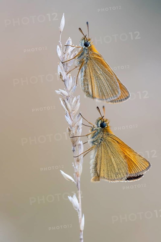 Large skipper (Ochlodes sylvanus), Ahlhorn, Lower Saxony, Germany