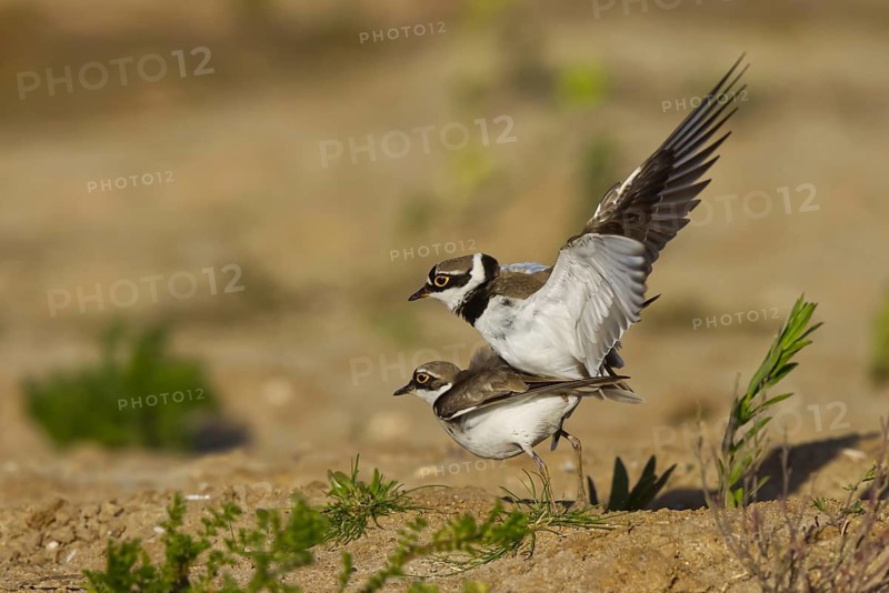 Little Ringed Plover (Charadrius dubius) pair mating, North Rhine-Westphalia, Germany