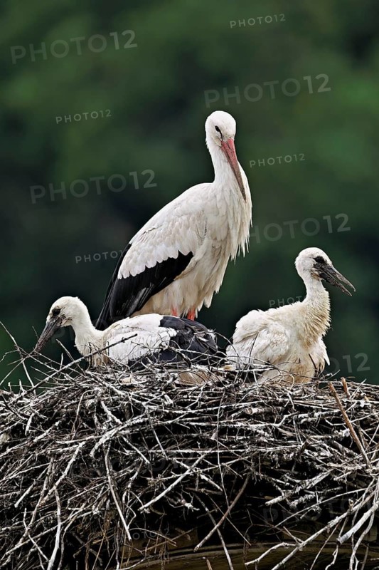 White stork (Ciconia ciconia), adult with two chicks standing on eyrie, Canton Aargau, Switzerland