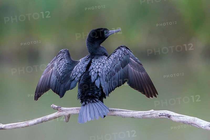 Little Black Cormorant (Phalacrocorax sulcirostris), Victoria, Australia
