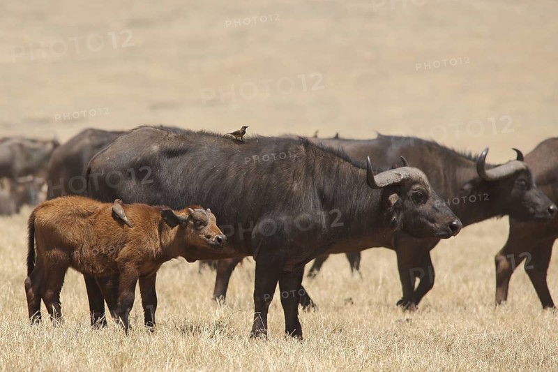 Herd of Cape buffalo (Syncerus caffer caffer) with birds on back and young, Ngorongoro Crater, Serengeti, Tanzania, East Africa