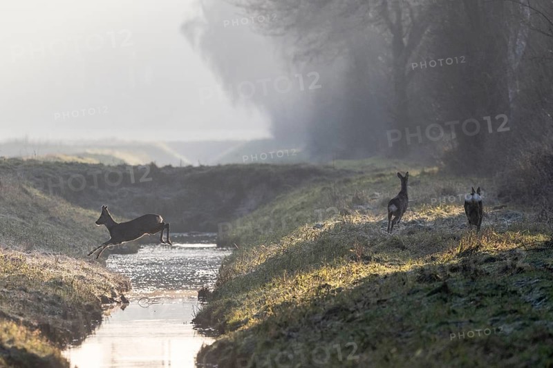 Roe deer (Capreolus capreolus) jumping over a ditch, Emsland, Lower Saxony, Germany