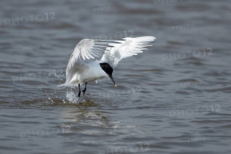 Sandwich tern (Thalasseus sandvicensis) adult bird taking off from water of a lagoon in summer, RSPB Minsmere nature reserve, Suffolk, England, United Kingdom