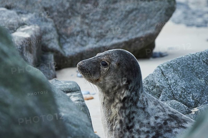 Grey seal (Halichoerus grypus) lying on the beach, Düne, Helgoland, Schleswig-Holstein, Germany
